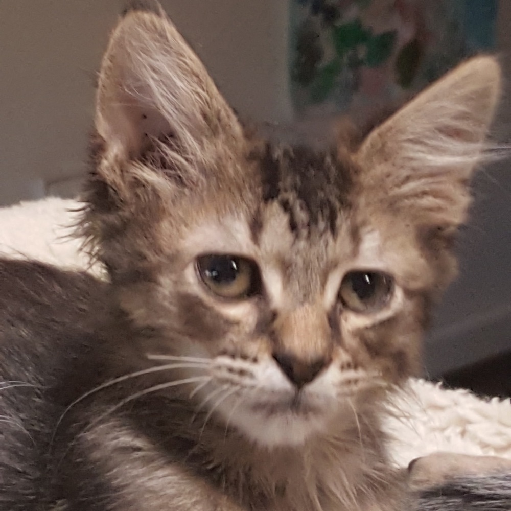 Meet your Posher, Tracy